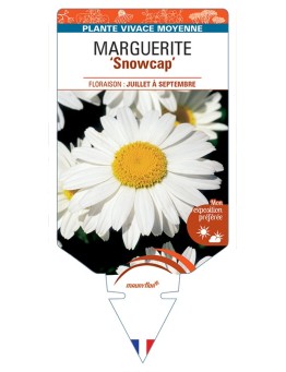 LEUCANTHEMUM x superbum Snowcap voir Marguerite