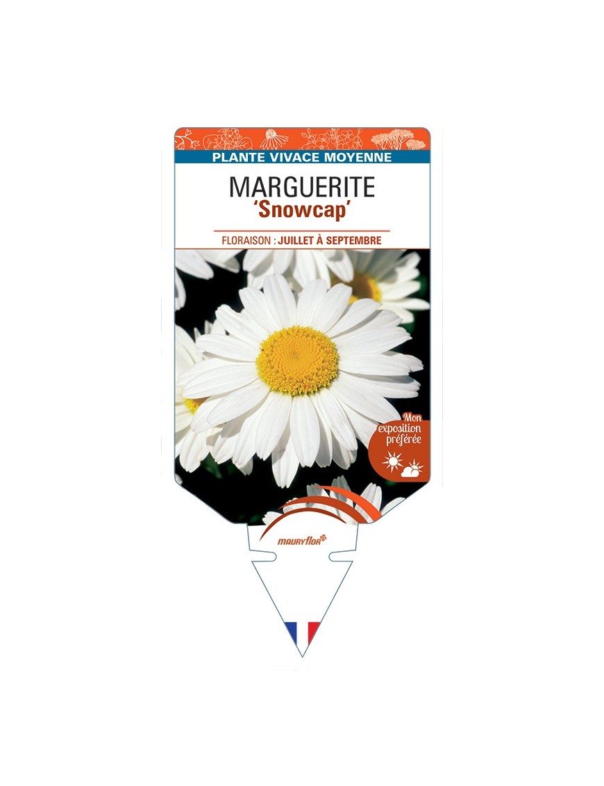LEUCANTHEMUM x superbum Snowcap voir Marguerite