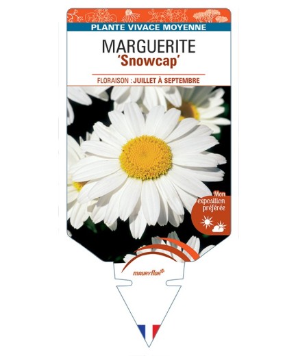 LEUCANTHEMUM x superbum Snowcap voir Marguerite