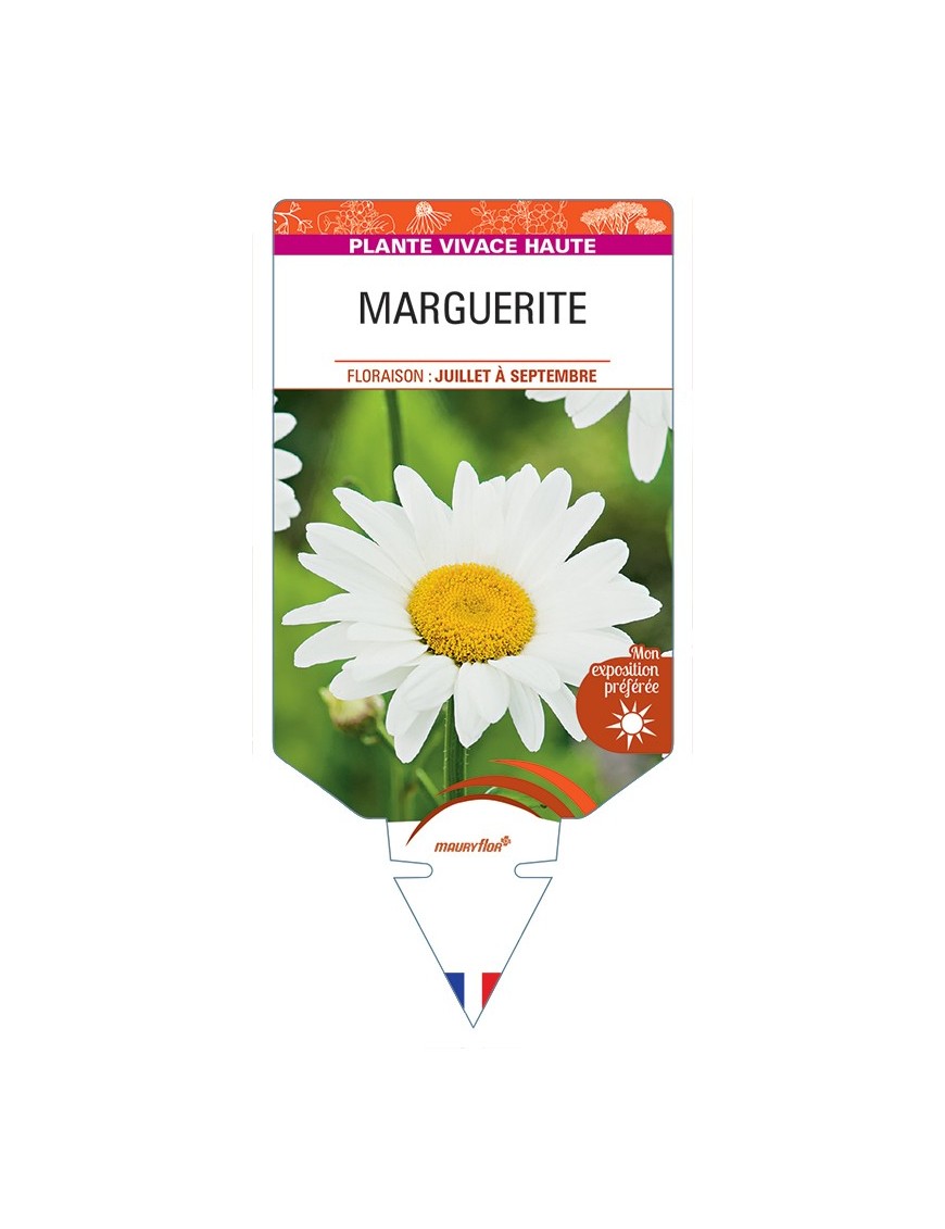LEUCANTHEMUM x superbum voir Marguerite