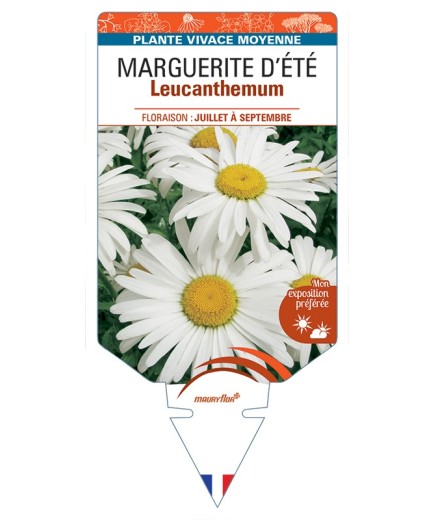 LEUCANTHEMUM x superbum voir Marguerite d’Été