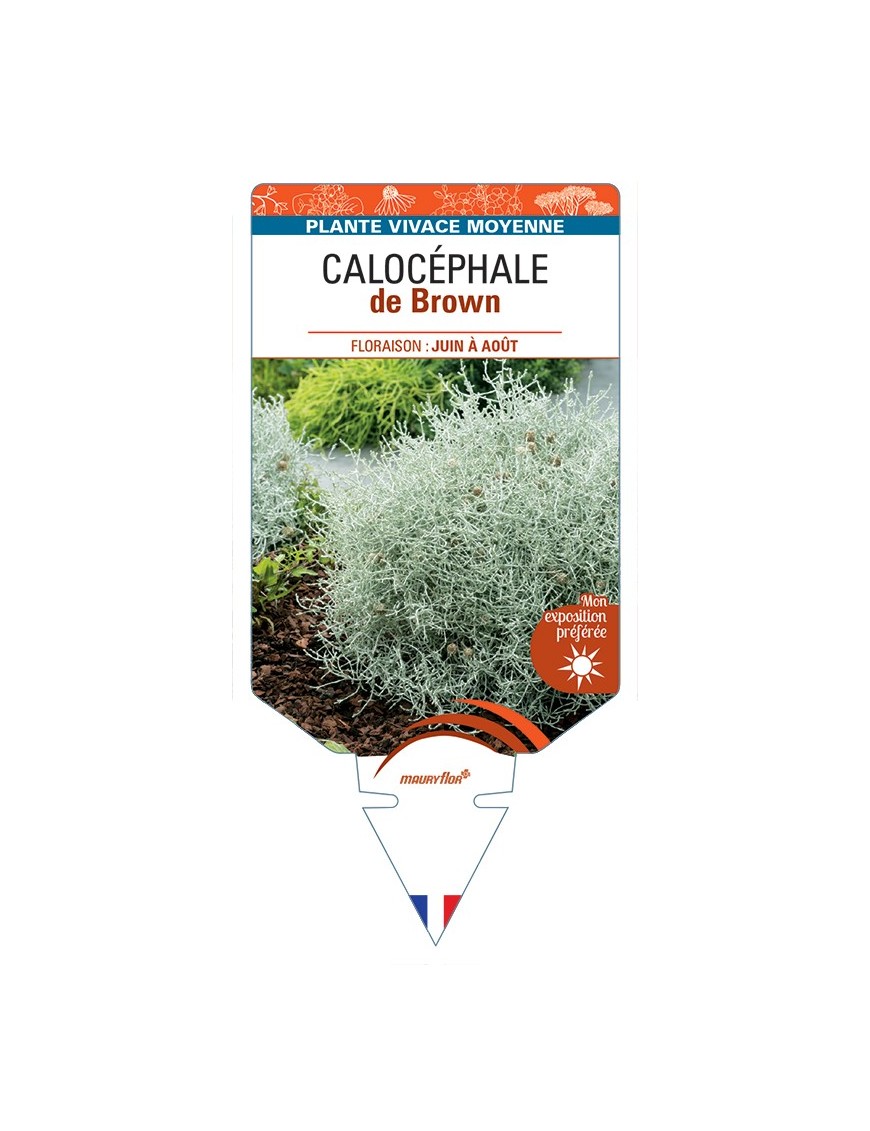 LEUCOPHYTA brownii voir Calocéphale de Brown