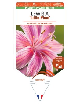 LEWISIA (longipetala) Little Plum