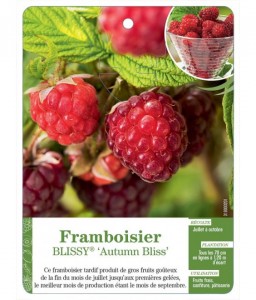Framboisier BLISSY® ‘Autumn Bliss’