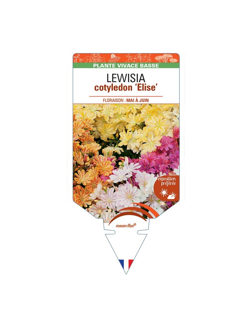 LEWISIA cotyledon Elise