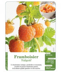 Framboisier ‘Fallgold’