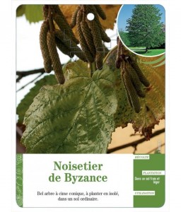 Noisetier de Byzance