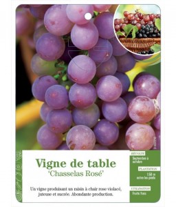Vigne de table ‘Chasselas Rosé’