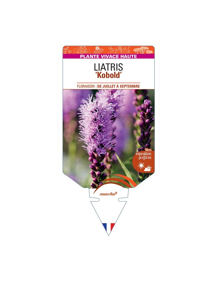 LIATRIS (spicata) Kobold