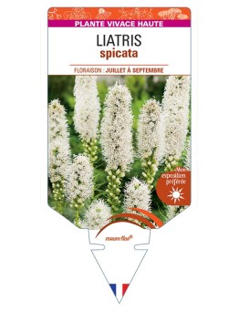 LIATRIS spicata (blanc)