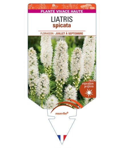 LIATRIS spicata (blanc)