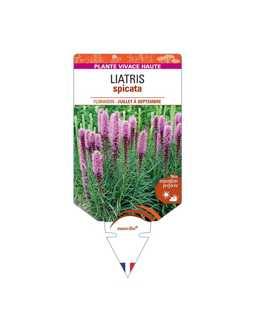 LIATRIS spicata (rose)
