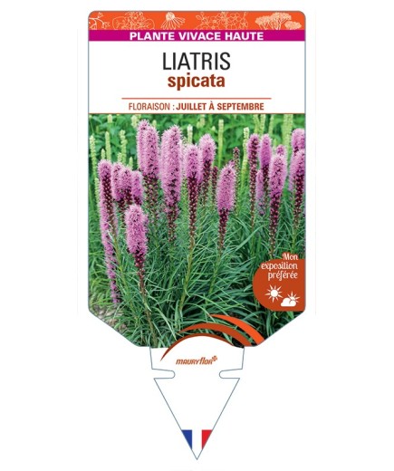 LIATRIS spicata (rose)