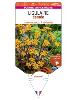 LIGULARIA DENTATA voir Ligulaire dentée