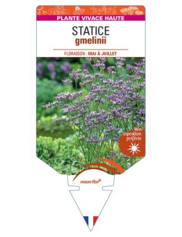 LIMONIUM GMELINII voir Statice