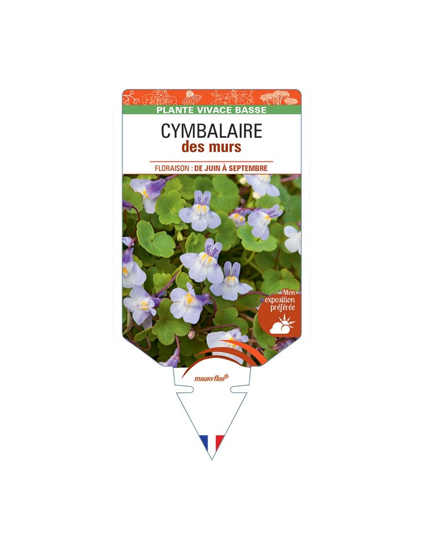 LINARIA CYMBALARIA voir Cymbalaire des murs