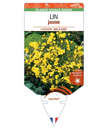 LINUM FLAVUM voir Lin (jaune)