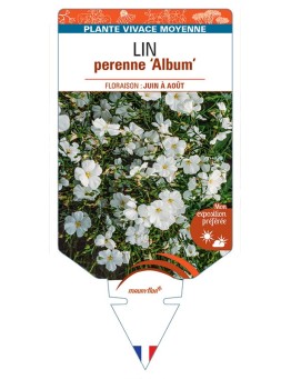 LINUM PERENNE ALBUM voir Lin