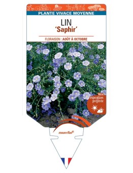 LINUM perenne Saphir voir Lin