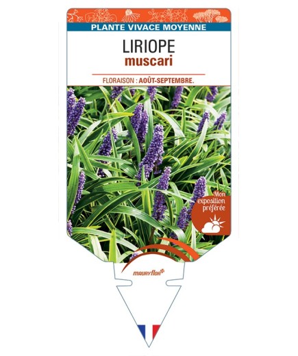 LIRIOPE muscari (violet)