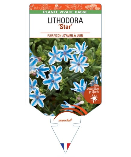LITHODORA (diffusa) Blue Star