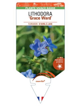 LITHODORA (diffusa) Grace Ward