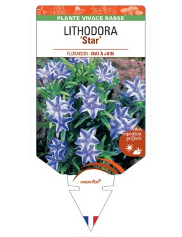 LITHODORA (diffusa) Star