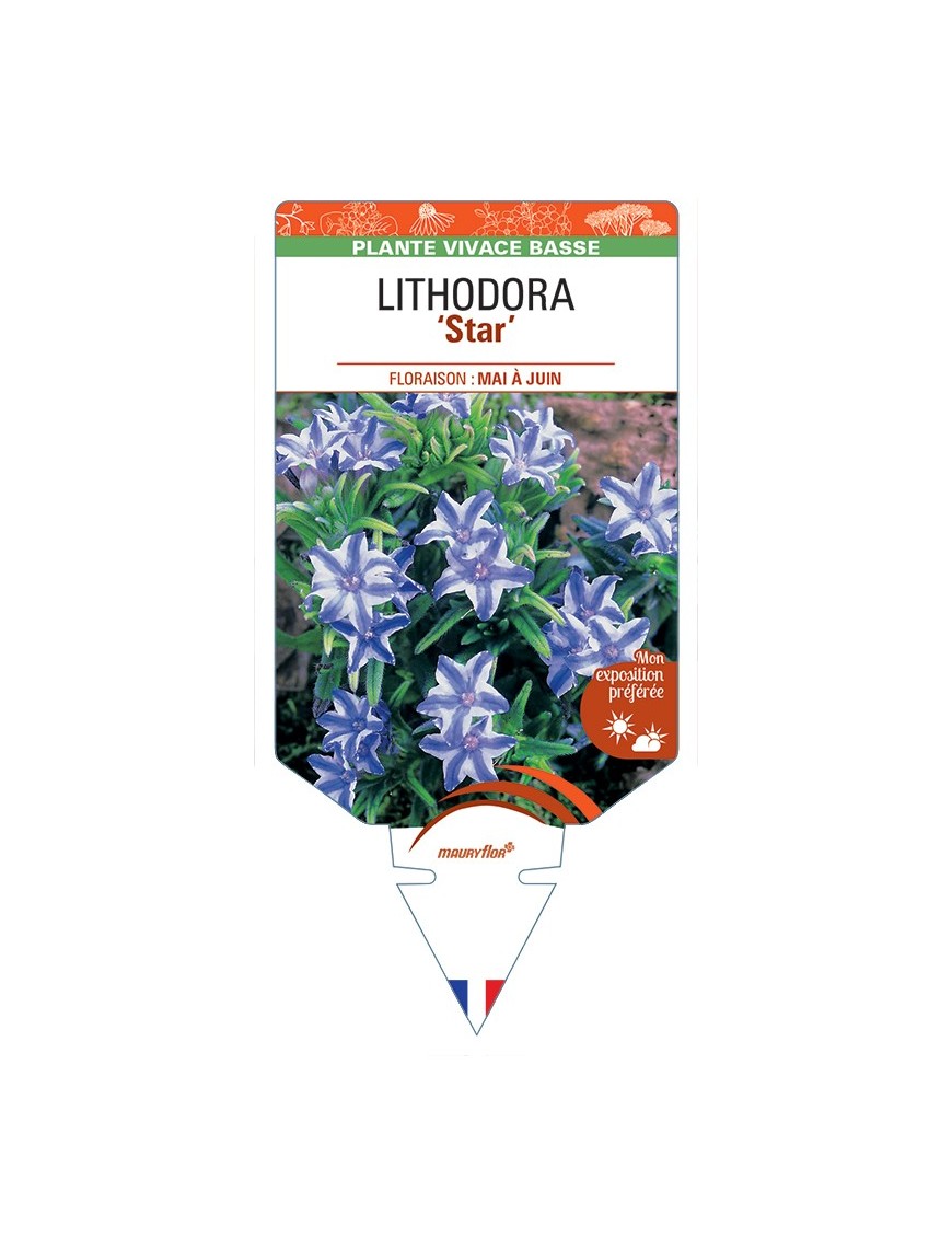 LITHODORA (diffusa) Star