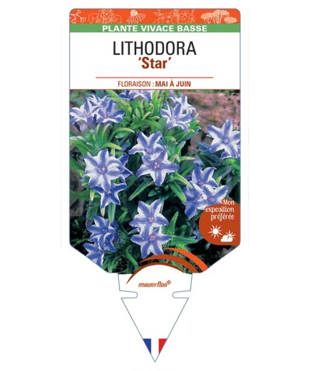 LITHODORA (diffusa) Star