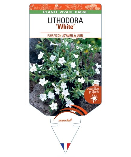 LITHODORA (diffusa) White