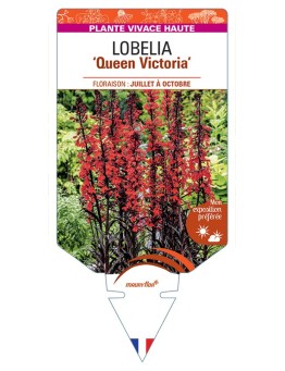 LOBELIA (fulgens) Queen Victoria