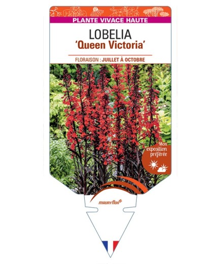 LOBELIA (fulgens) Queen Victoria