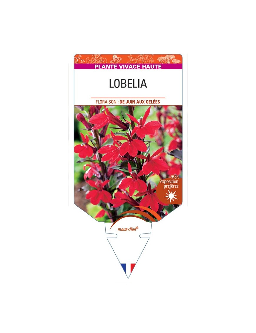 LOBELIA (speciosa)