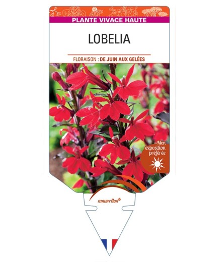 LOBELIA (speciosa)