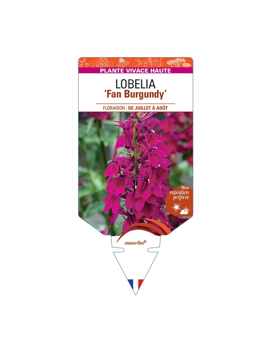 LOBELIA (speciosa) Fan Burgundy