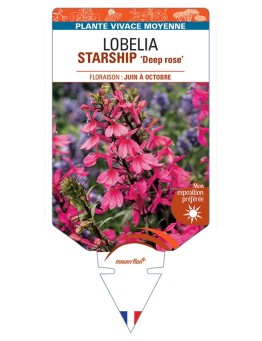 LOBELIA (x speciosa) STARSHIP Deep Rose