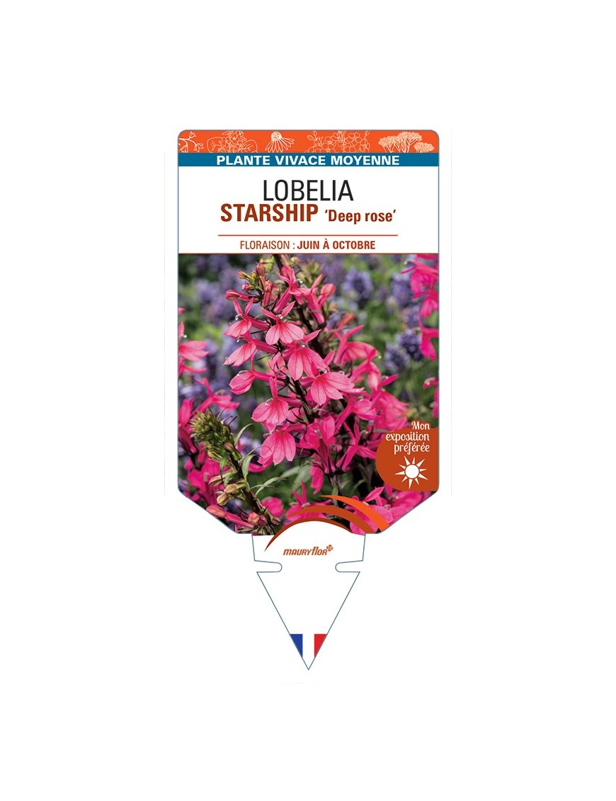 LOBELIA (x speciosa) STARSHIP Deep Rose
