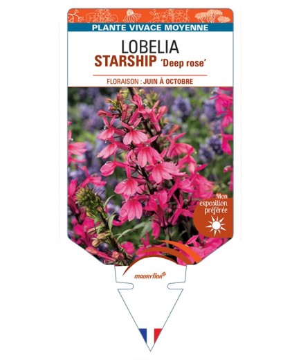 LOBELIA (x speciosa) STARSHIP Deep Rose