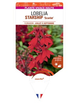 LOBELIA (x speciosa) STARSHIP Scarlet
