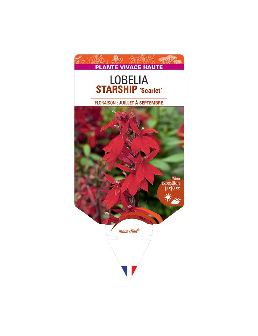 LOBELIA (x speciosa) STARSHIP Scarlet