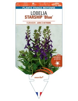 LOBELIA STARSHIP Blue