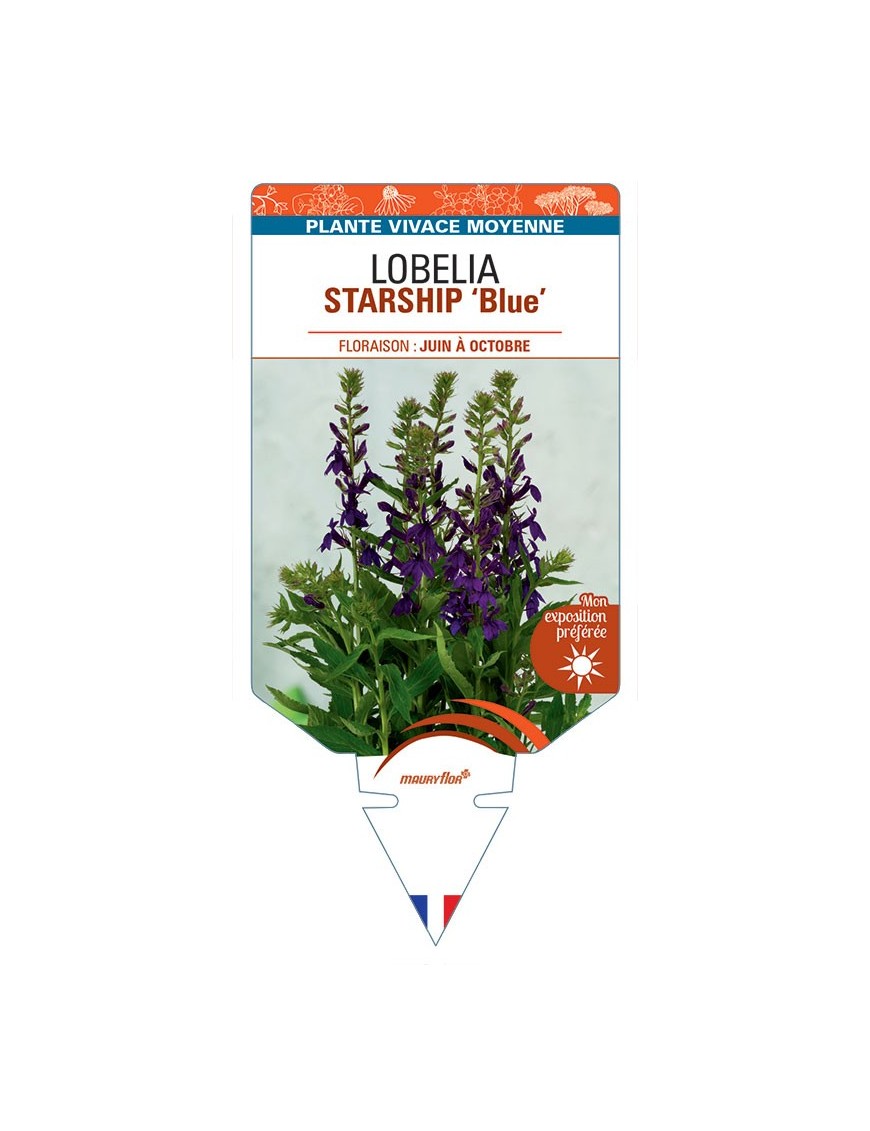 LOBELIA STARSHIP Blue