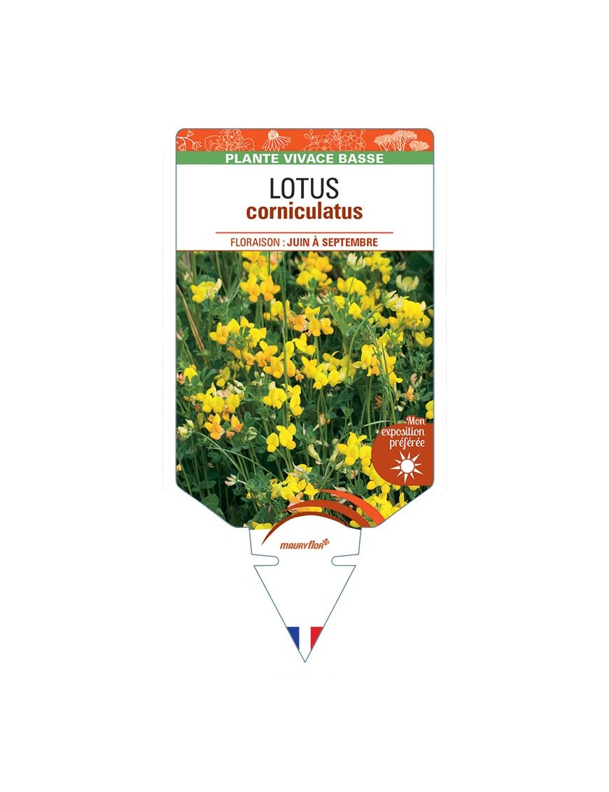 LOTUS CORNICULATUS