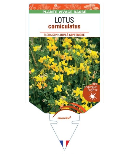 LOTUS CORNICULATUS