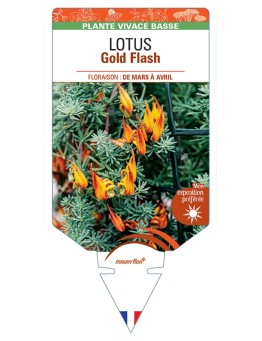 LOTUS Gold Flash