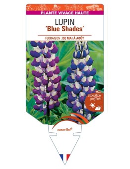 LUPINUS (polyphyllus) Blue Shades