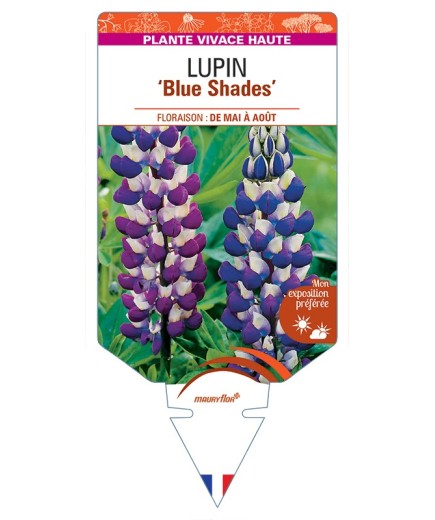 LUPINUS (polyphyllus) Blue Shades