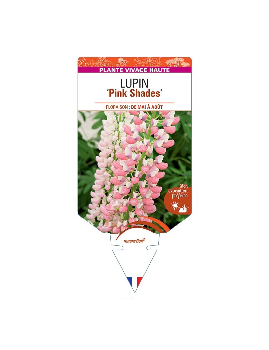 LUPINUS (polyphyllus) Pink Shades