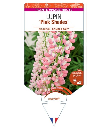LUPINUS (polyphyllus) Pink Shades