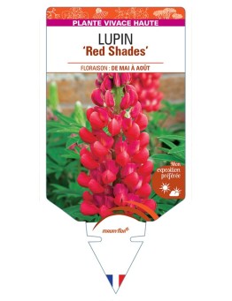 LUPINUS (polyphyllus) Red Shades